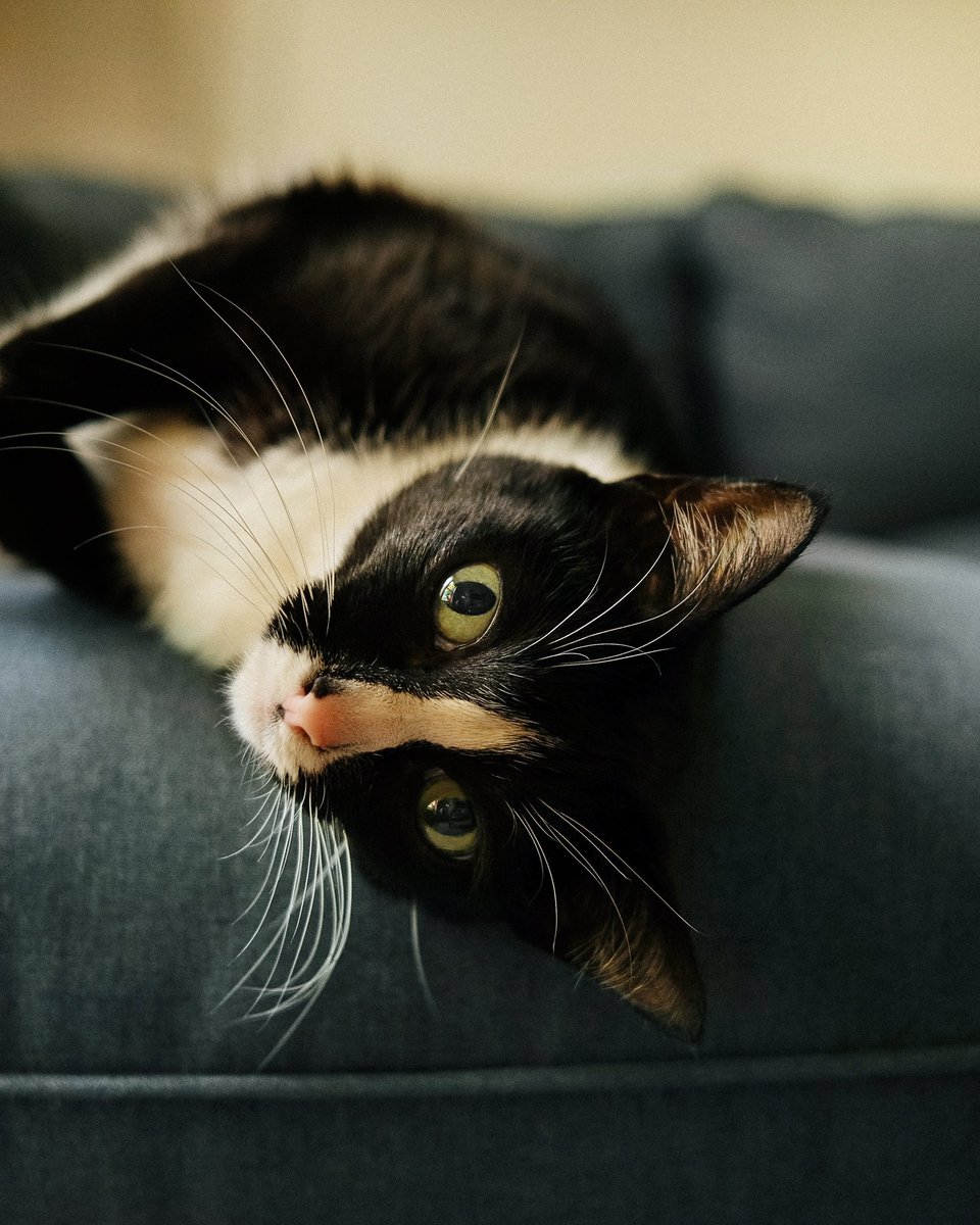 CheetoTuxedo's tweet photo. I had plans today, but then I discovered this perfect napping spot. ☺️ https://t.co/LNjnwg5G5L
