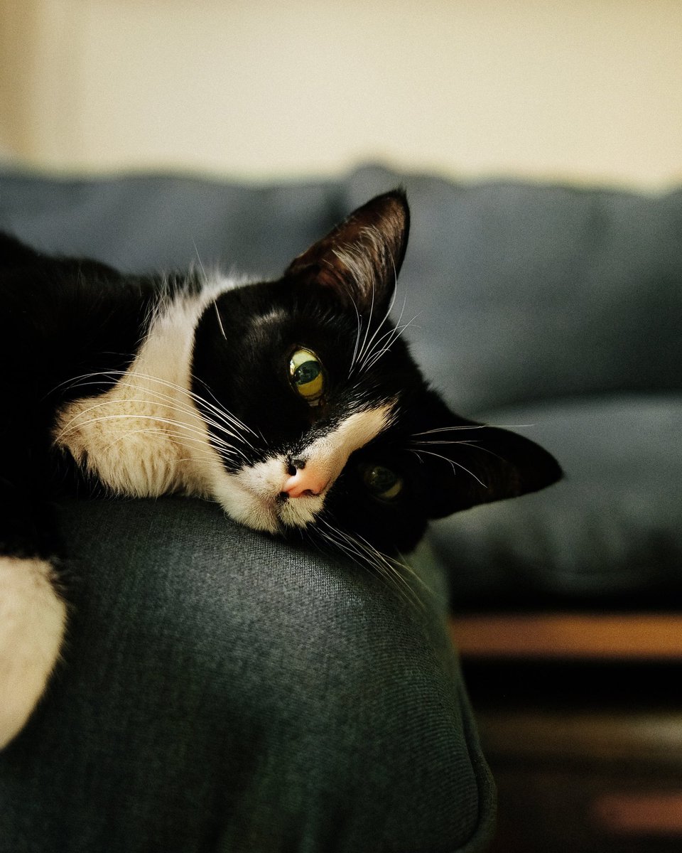 CheetoTuxedo's tweet photo. I had plans today, but then I discovered this perfect napping spot. ☺️ https://t.co/LNjnwg5G5L