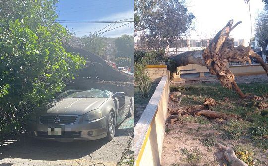 columnasdemex's tweet image. Fuertes vientos dejan ocho árboles caídos en Torreón
"Se brindó atención a los reportes de incidencias generadas a partir de las ráfagas de viento y lluvias"
columnasdemexico.com/fuertes-viento…
#RegiónLaguna #Torreón @torreonpc #SIMV @columnasdemex