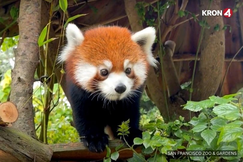 kron4news's tweet photo. A cute young red panda named “Little Mebo” arrived at the San Francisco Zoo this week. MORE PHOTOS: https://t.co/FK4rC7COCx https://t.co/eB8eNL0NUc