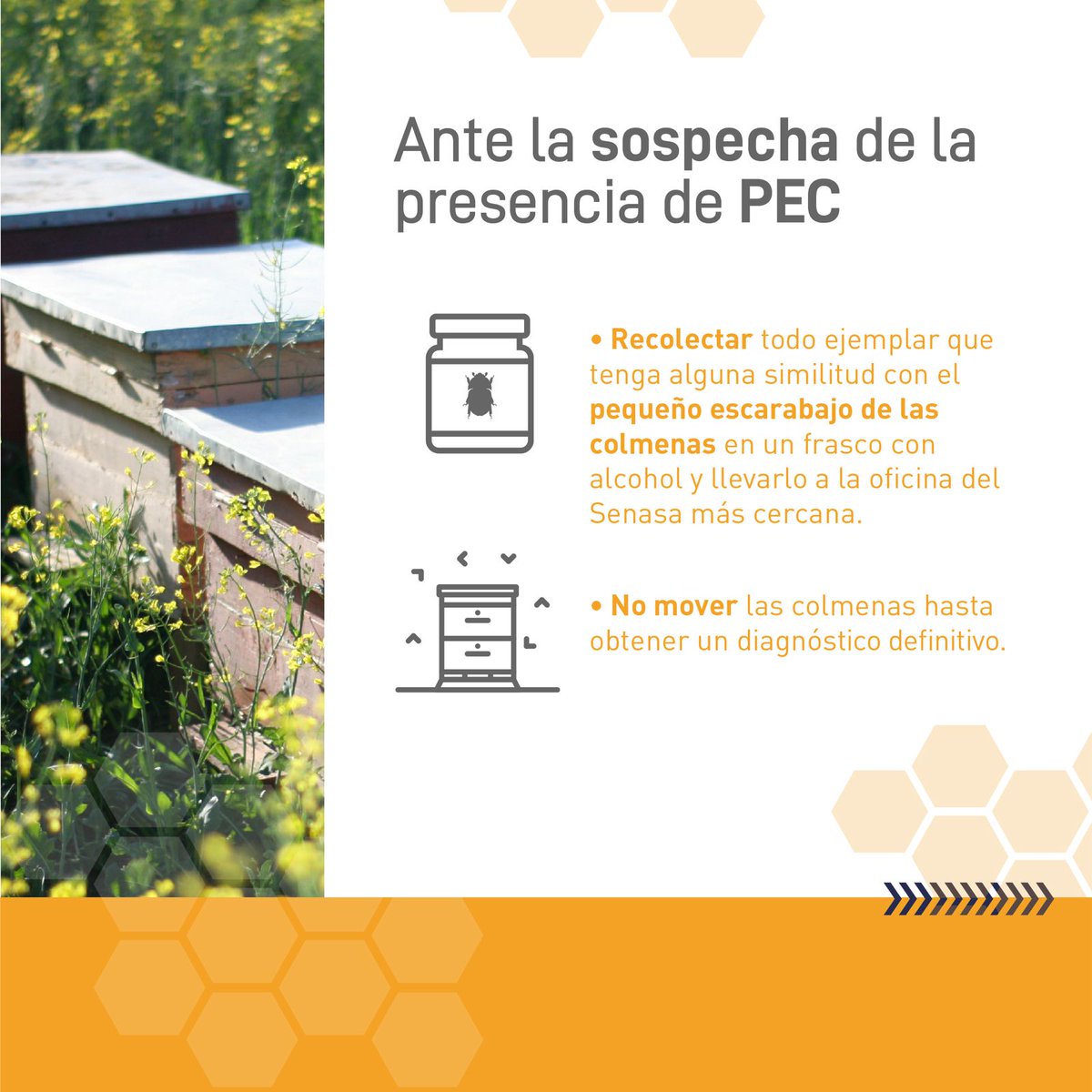 Ante la sospecha de la presencia del #PequeñoEscarabajoDeLasColmenas (PEC) en sus apiarios los productores apícolas deben notificar al Senasa.
⚠️ Nos permitirá un accionar rápido y eficiente👇
argentina.gob.ar/senasa/avisa-a…
