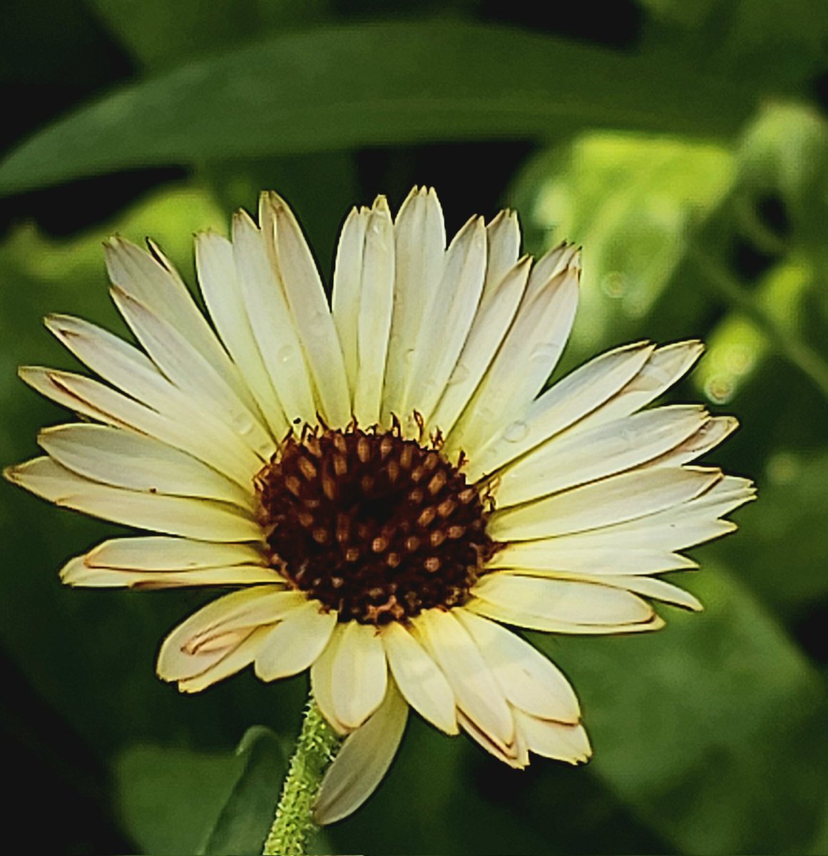 peg1_peg's tweet image. Yea! Discovered a, new to me, #tag theme to follow
Curator: @sheenz_m_

#AlphabetChallenge
This week&apos;s theme:
#WeekCforCircles

⭕️&apos;s in my garden...