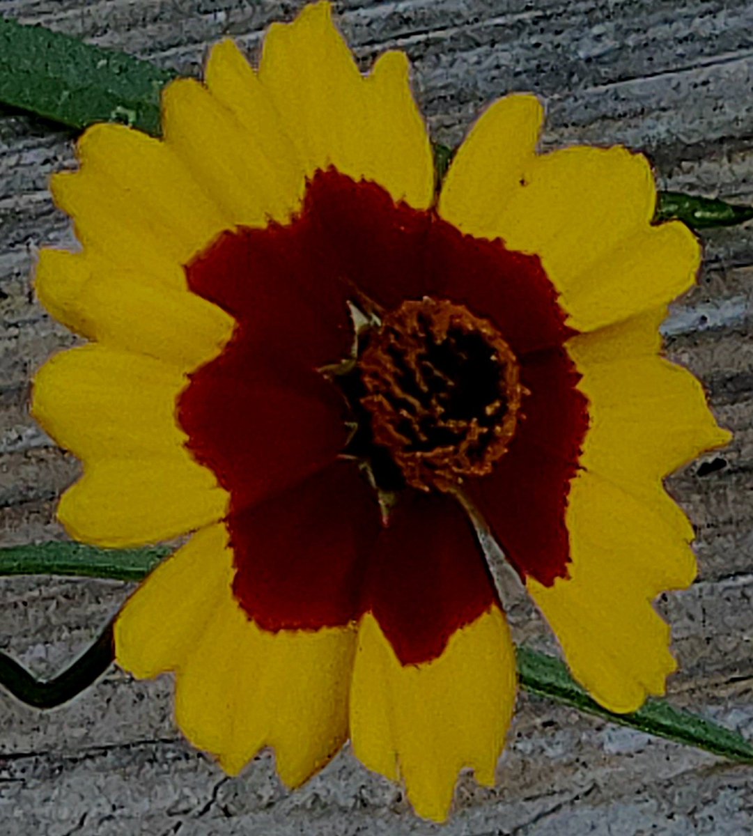 peg1_peg's tweet image. Yea! Discovered a, new to me, #tag theme to follow
Curator: @sheenz_m_

#AlphabetChallenge
This week&apos;s theme:
#WeekCforCircles

⭕️&apos;s in my garden...