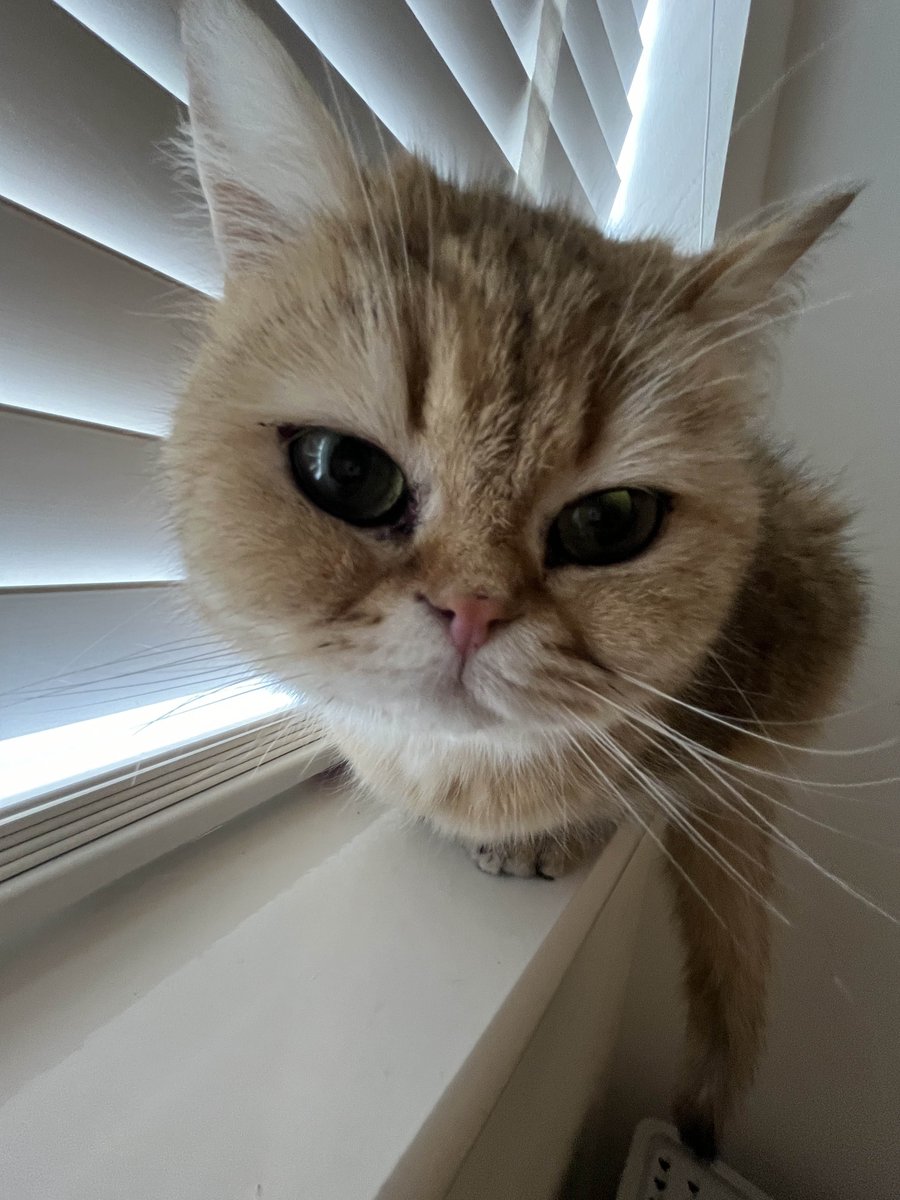 CrunchieKitty's tweet photo. why hello there https://t.co/eqEiWdG3n6
