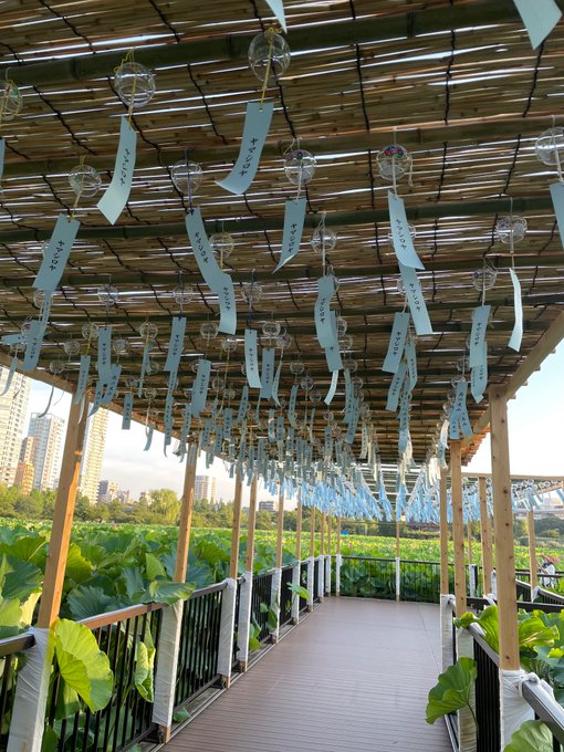 夏のちょっと汗ばむぐらいの早朝が好きなので上野近辺を散歩してきましたちょっと汗ばむどころじゃなく汗だくになりましたけどね 