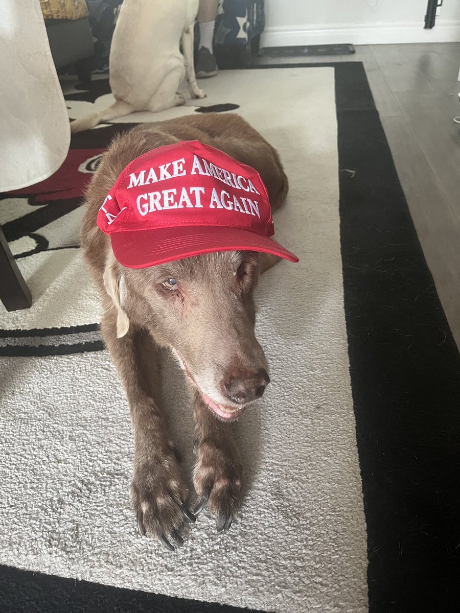 JBHelpedMeTalk's tweet image. I’m from Canada princess Gemma and my dog princess belle and princess Anna stand with you trump and Jd we love you all so much and Canada love you if I could I would vote trump and Vance @realDonaldTrump @DonaldJTrumpJr @IvankaTrump @MELANIATRUMP @EricTrump @JDVance1