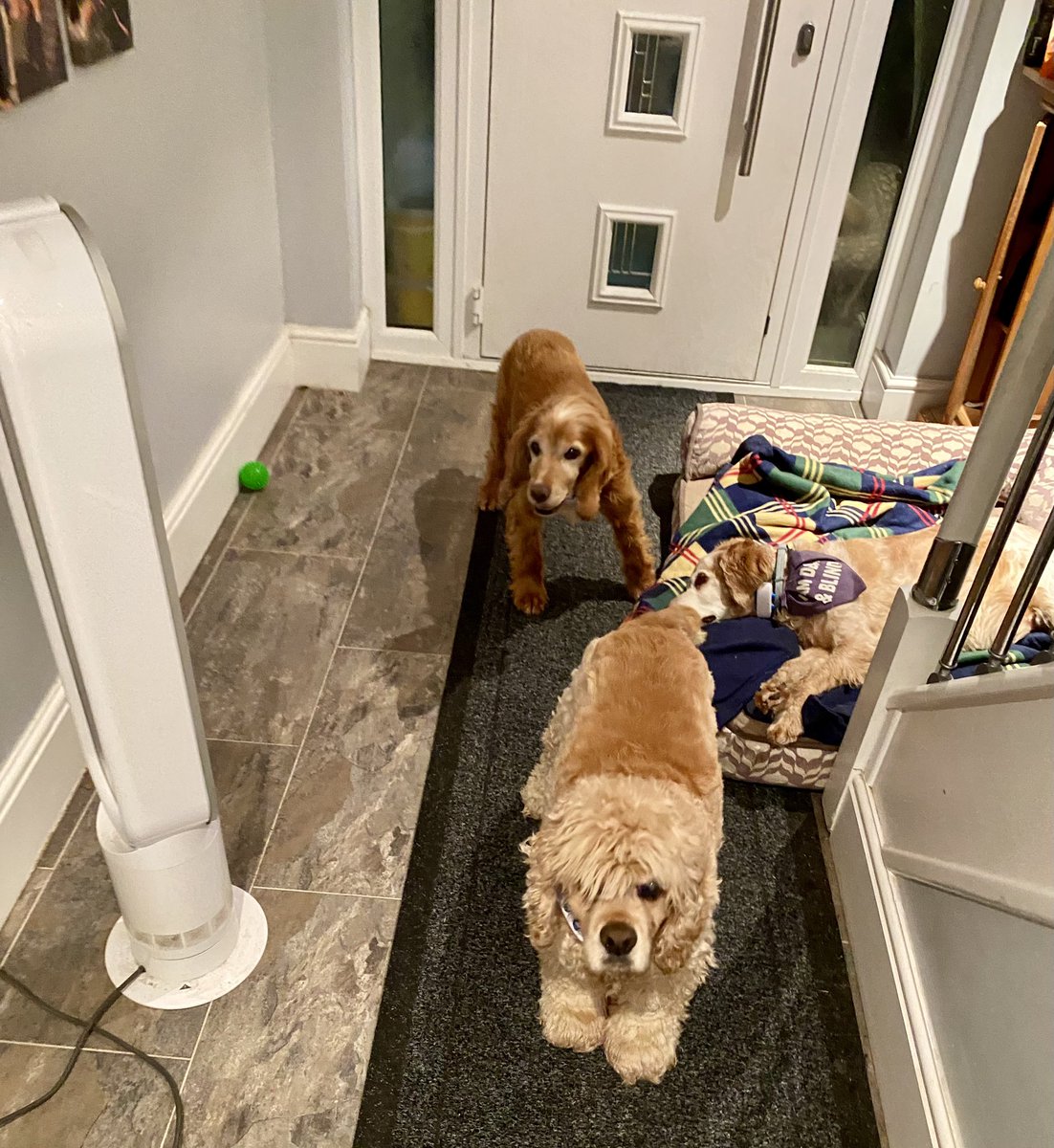 SpanielsSuper's tweet photo. Mum?
Yes Isky?
Why has Ronnie got the fan?
Because he’s struggling with the heat at the moment & it helps him sleep
But mum it feels lovely 😊 #CantWeHaveIt
We have left the bedroom door open so there’s a nice breeze for us #JustAsGood https://t.co/F9PCmvnUqZ