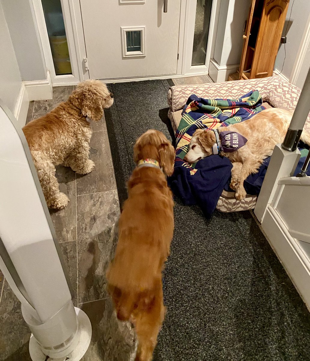 SpanielsSuper's tweet photo. Mum?
Yes Isky?
Why has Ronnie got the fan?
Because he’s struggling with the heat at the moment & it helps him sleep
But mum it feels lovely 😊 #CantWeHaveIt
We have left the bedroom door open so there’s a nice breeze for us #JustAsGood https://t.co/F9PCmvnUqZ