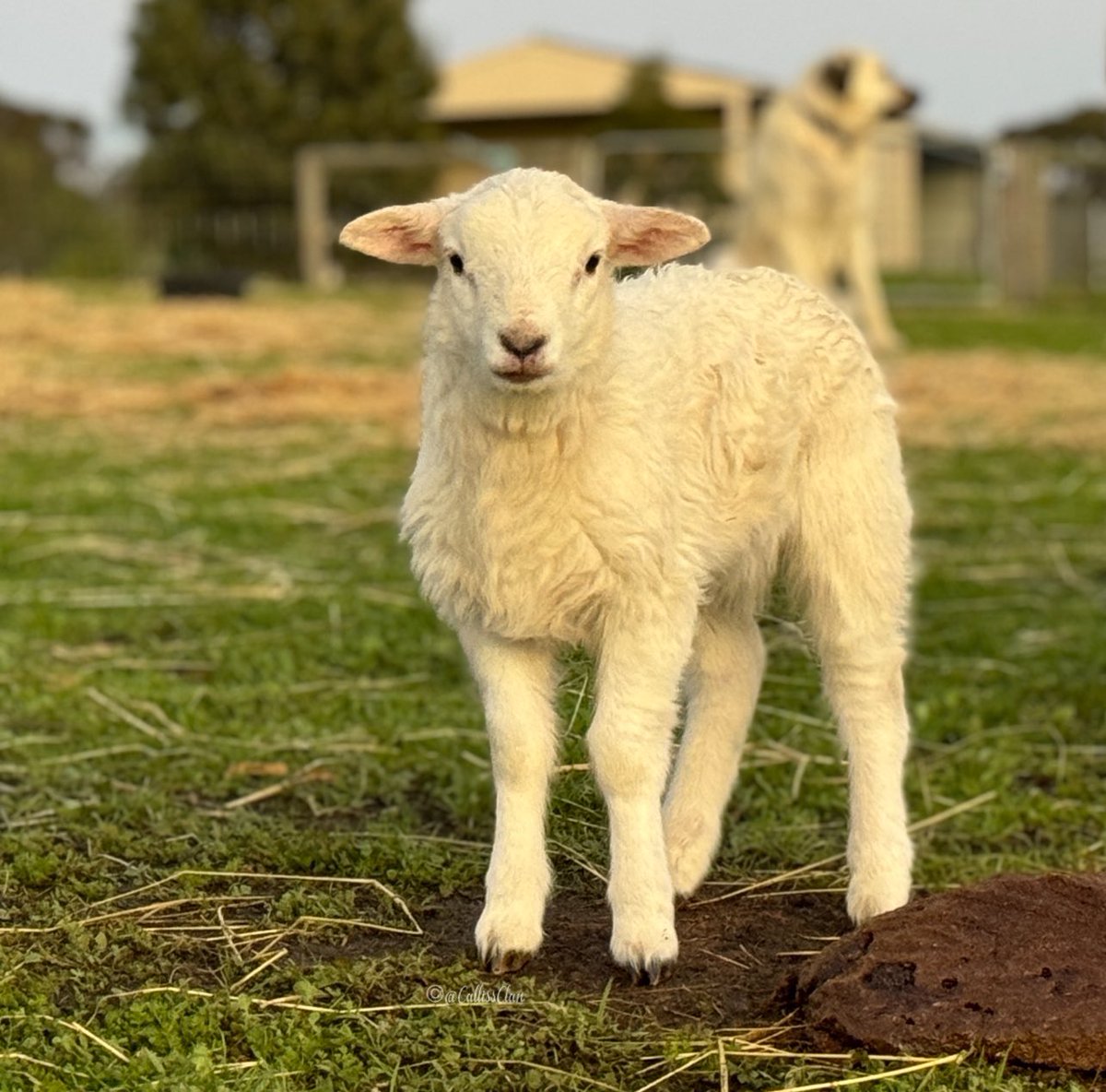CallissClan's tweet photo. #Gladdy #Lambies2024 https://t.co/urFMlDgN2F