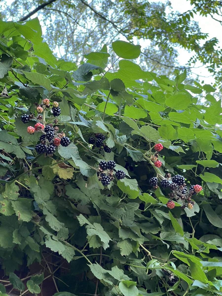 hehe nehehe tweet media