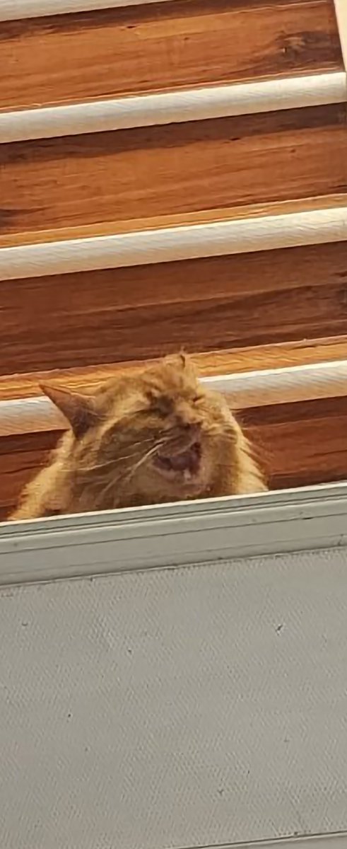 StayHighFeelfly's tweet photo. #simba #l4l #orange cat #myall https://t.co/ypeu6DcpAJ