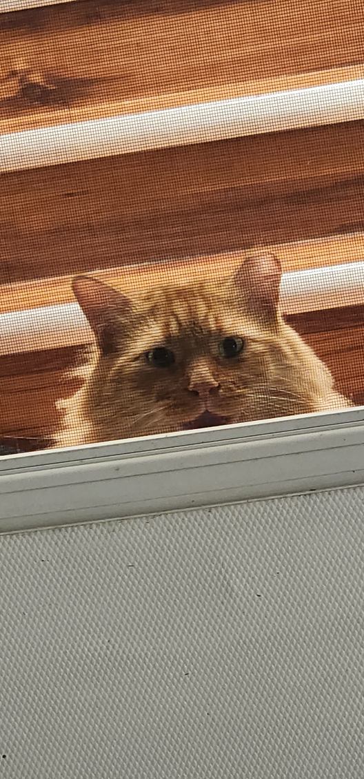 StayHighFeelfly's tweet photo. #simba #l4l #orange cat #myall https://t.co/ypeu6DcpAJ