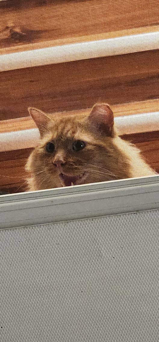 StayHighFeelfly's tweet photo. #simba #l4l #orange cat #myall https://t.co/ypeu6DcpAJ