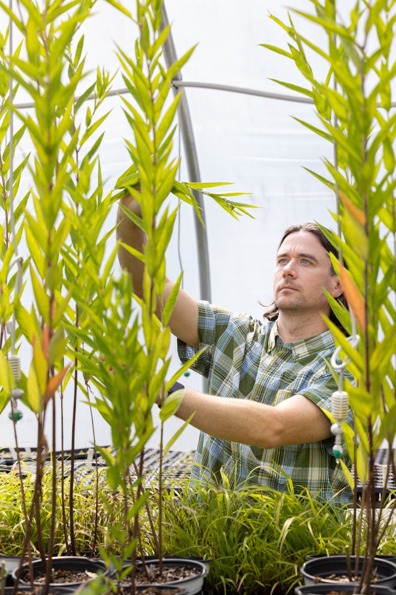 kennesawstate's tweet photo. KSU's Mario Bretfeld is trying to convince the public that not all weeds are bad. Read more about the @KSUCSM assistant professor of biology's research into the benefits of milkweed and skullcap at the link below.

🔗: https://t.co/IRQ5GmcgBx https://t.co/DCPHNlkXN5