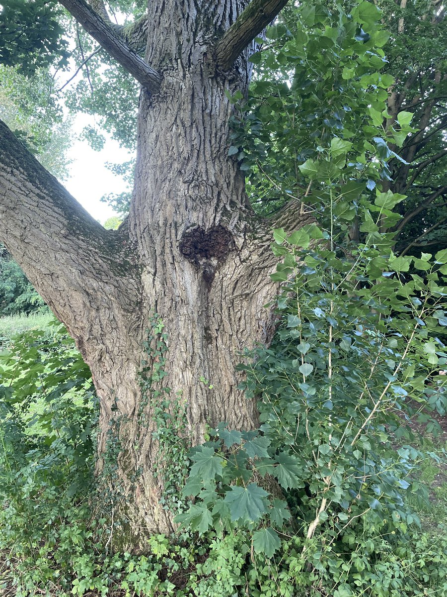 A tree I’ve been walking past my whole life. It didn’t always have a heart. But now it does.  ❤️ #heartspotting #heartsinnature #heart #heartshape