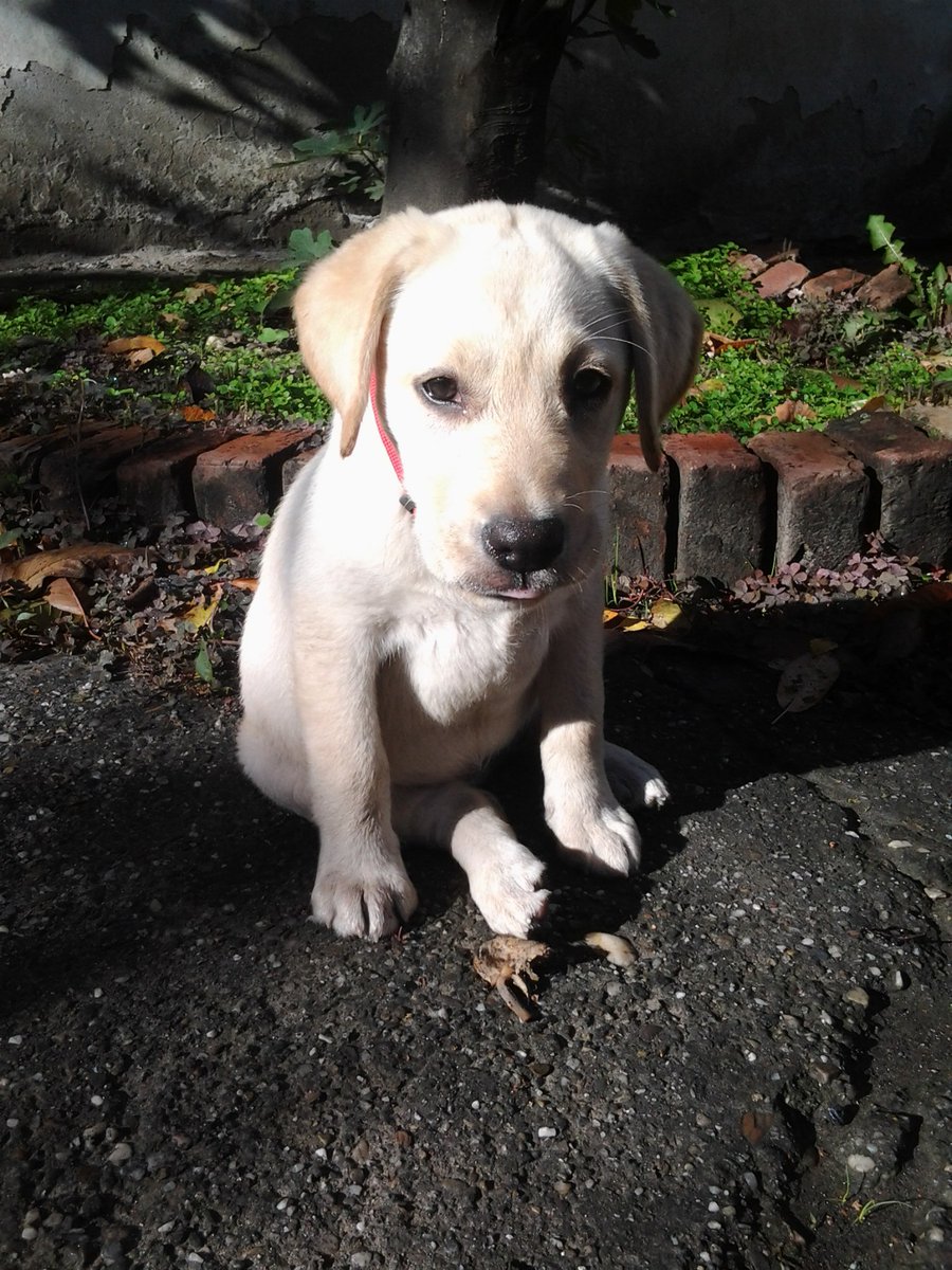 Nikolina944's tweet photo. @LukijanaP Labrador, najlepsa rasa definitivno.❤️ https://t.co/SCk4L64Xsz