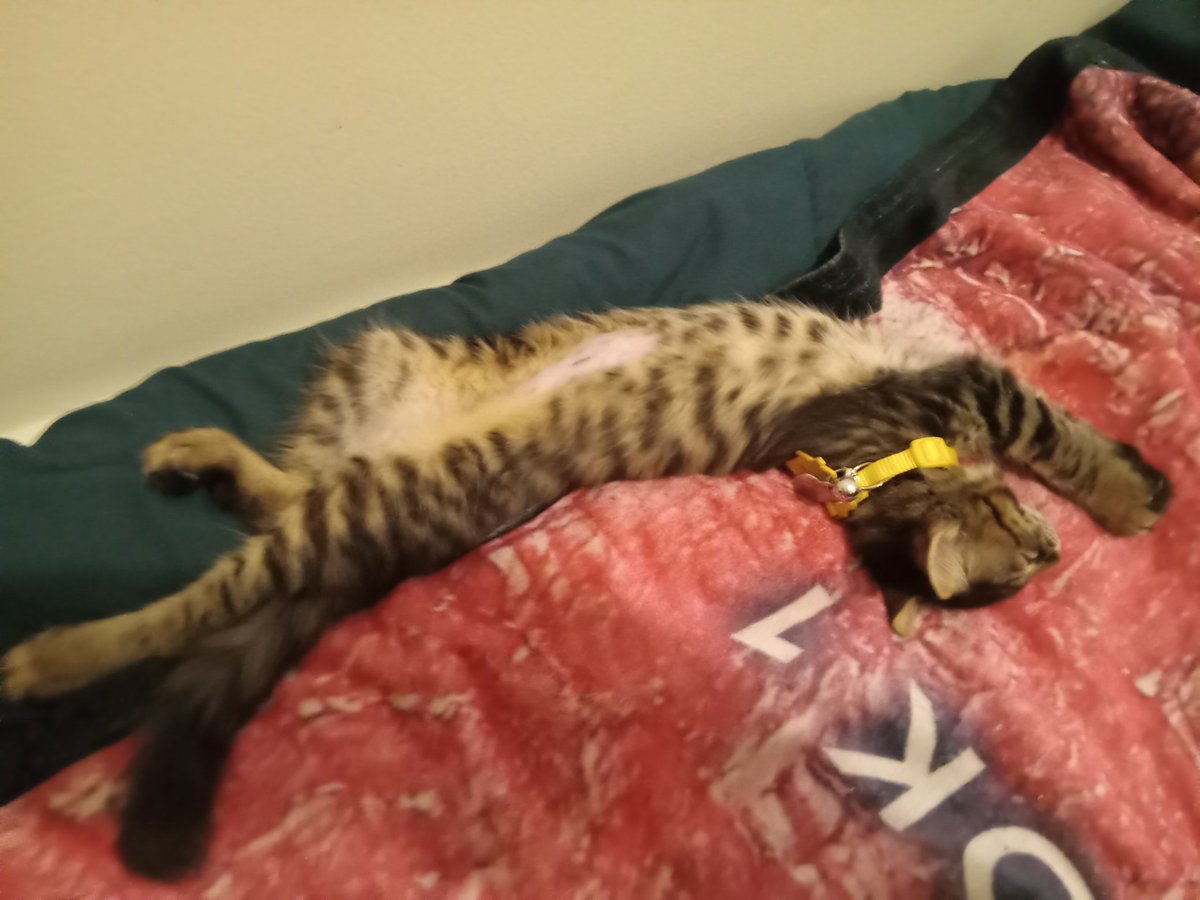 SinWitLiar's tweet photo. I thought I got a new kitten but this little trpublemaker is more ferret than feline. Welcome to the family, Loki! https://t.co/FTyLyf4pzX