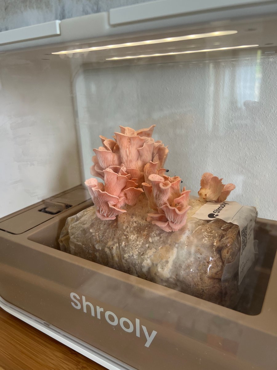 Kelly || UGC Creator tweet media