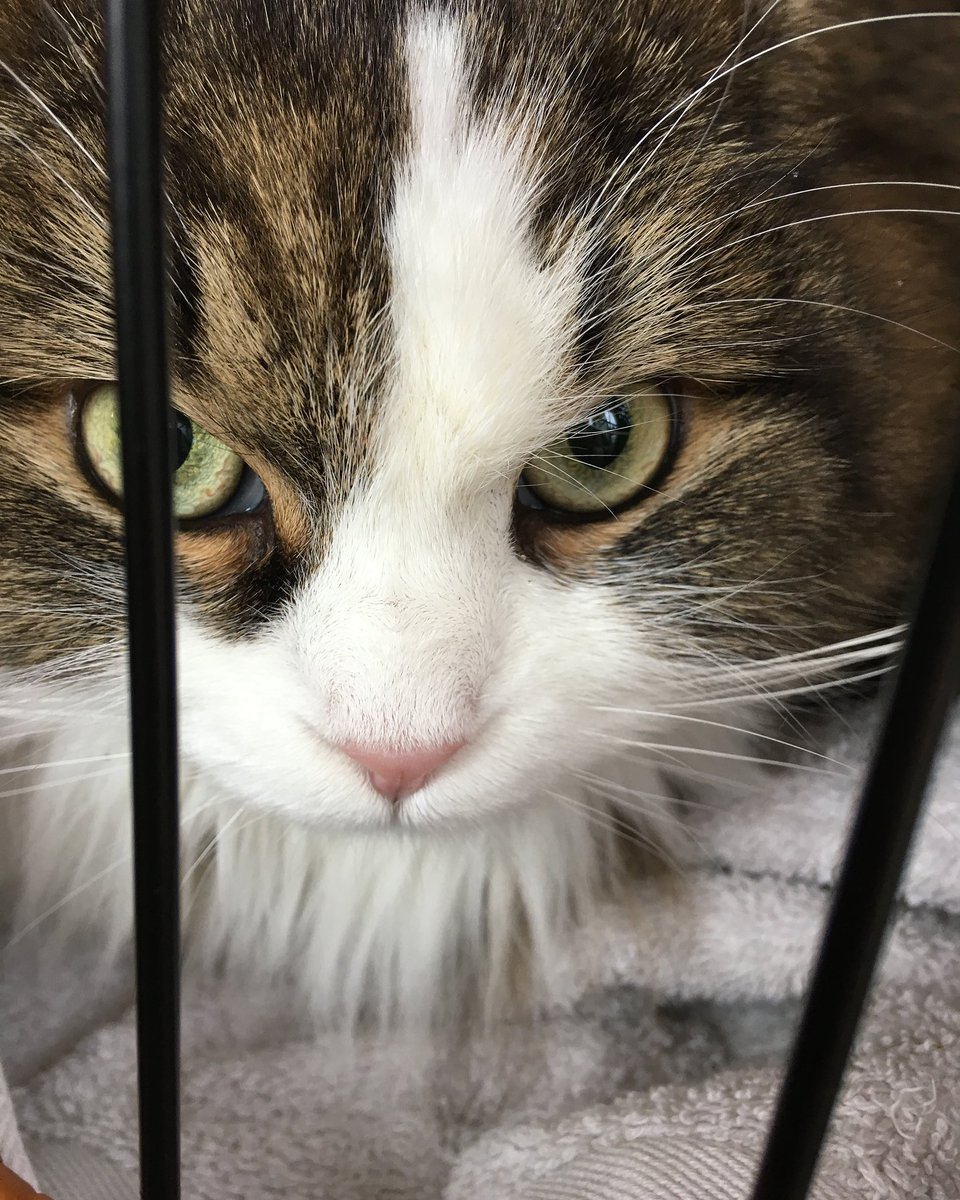 duffleslive's tweet photo. #Duffles is coming!!! https://t.co/xTrgWEk9d8