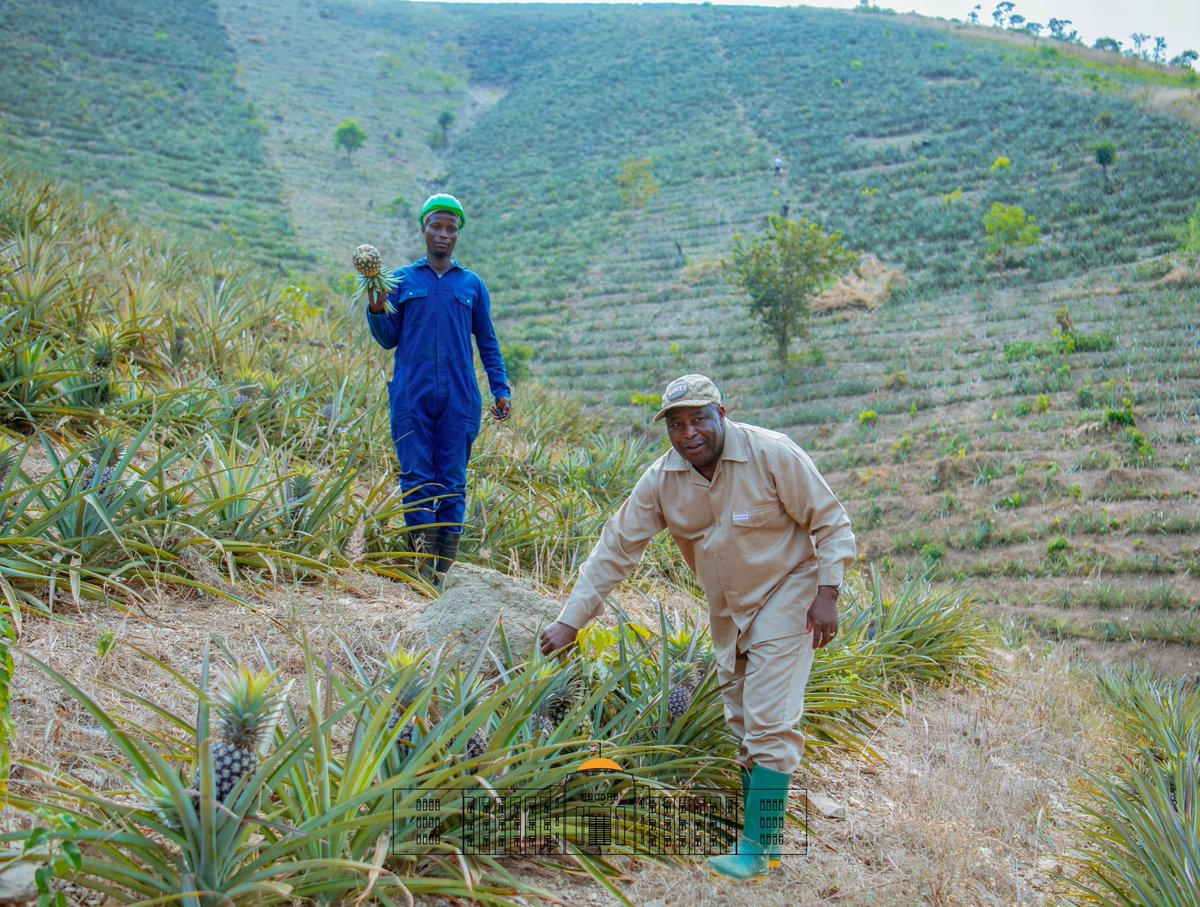 NtareHouse's tweet photo. La caravane #Inkebuzo s'est dirigée vers la colline Migende de la commune Gisuru, où S.E @GeneralNeva a visité  un projet de plantation d'ananas sur une superficie de 50ha, appartenant à Mbonimpa Ezéchiel, un jeune financièrement  appuyé par le @PAEEJ_Burundi. https://t.co/asIXQdEDYb