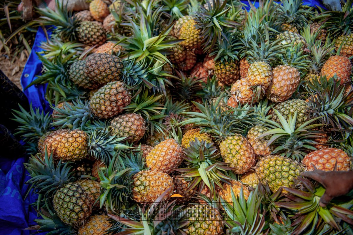 NtareHouse's tweet photo. La caravane #Inkebuzo s'est dirigée vers la colline Migende de la commune Gisuru, où S.E @GeneralNeva a visité  un projet de plantation d'ananas sur une superficie de 50ha, appartenant à Mbonimpa Ezéchiel, un jeune financièrement  appuyé par le @PAEEJ_Burundi. https://t.co/asIXQdEDYb