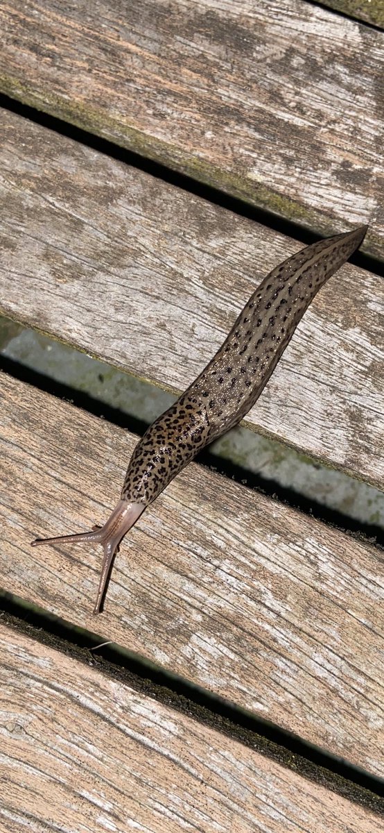 Calling Uk slug experts: what kind of slug is this? Currently sliding over our roof terrace deck at night during the UK’s one day heatwave!