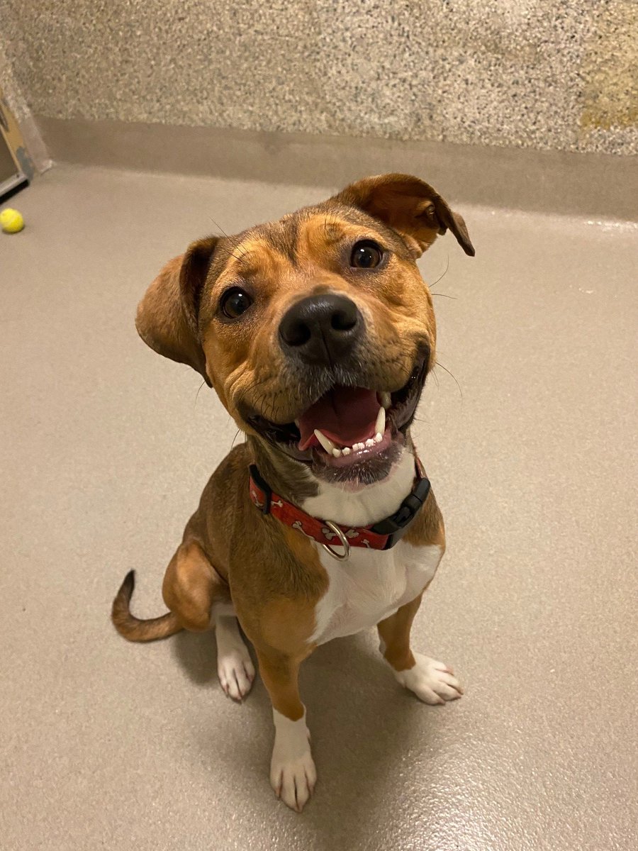 Ottawa Humane Society tweet media