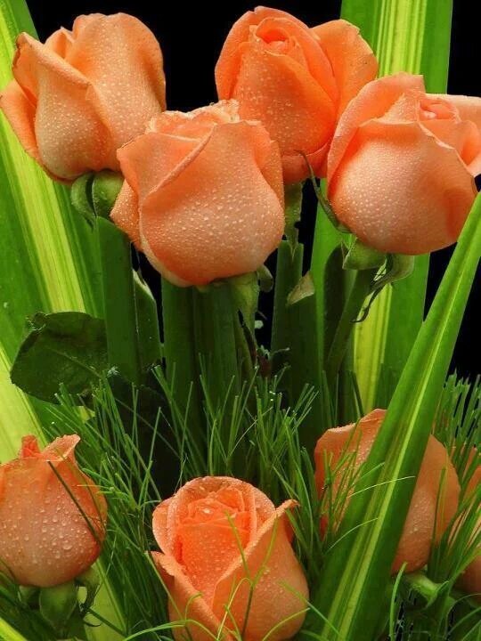 MARIALUISAMAR5's tweet photo. @flymingo3 Happy Friday friend. Happy WEEKEND dear.. 💐🌷🌺🌼🏵🌸🌈🌻🏵💮⚘🌺🌸💞🫂🙏 https://t.co/TGTkFQzUoQ