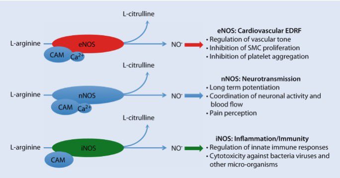 photobiogenesis's tweet photo. iNOS which is considered the damaging inflammatory NO producer is unique in that it creates exponentially more NO

In the nanomolar range vs picomolar

The iNOS enzyme is also "irreversible," and will continue producing NO locally for hours, or until it's degraded by the cell https://t.co/mq4iUf9QXQ