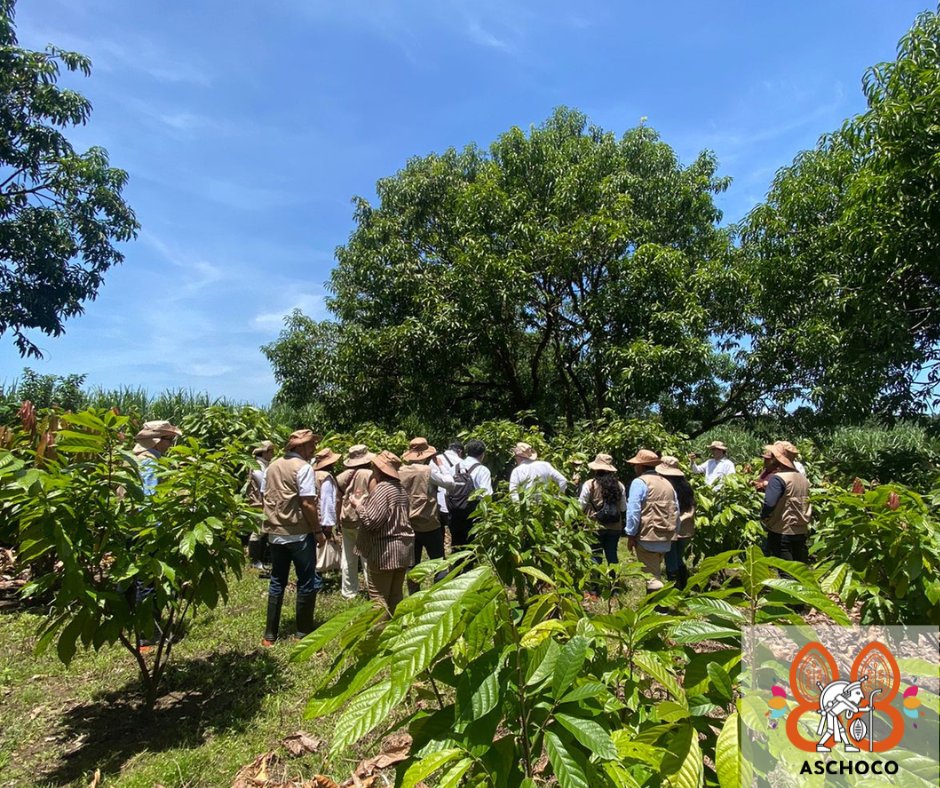 aschocomx's tweet photo. 🌱🍫 Gracias a Ferrero México por invitar a Aschoco a visitar Soconusco, Chiapas, para ver el avance a dos años del programa “Ferrero en el campo” en donde han pasado de 126 a 138 productores beneficiados, de los cuales 95 ya cuentan con la Certificación Rainforest Alliance 🌍🇲🇽 https://t.co/Y5QA9MR0Wc
