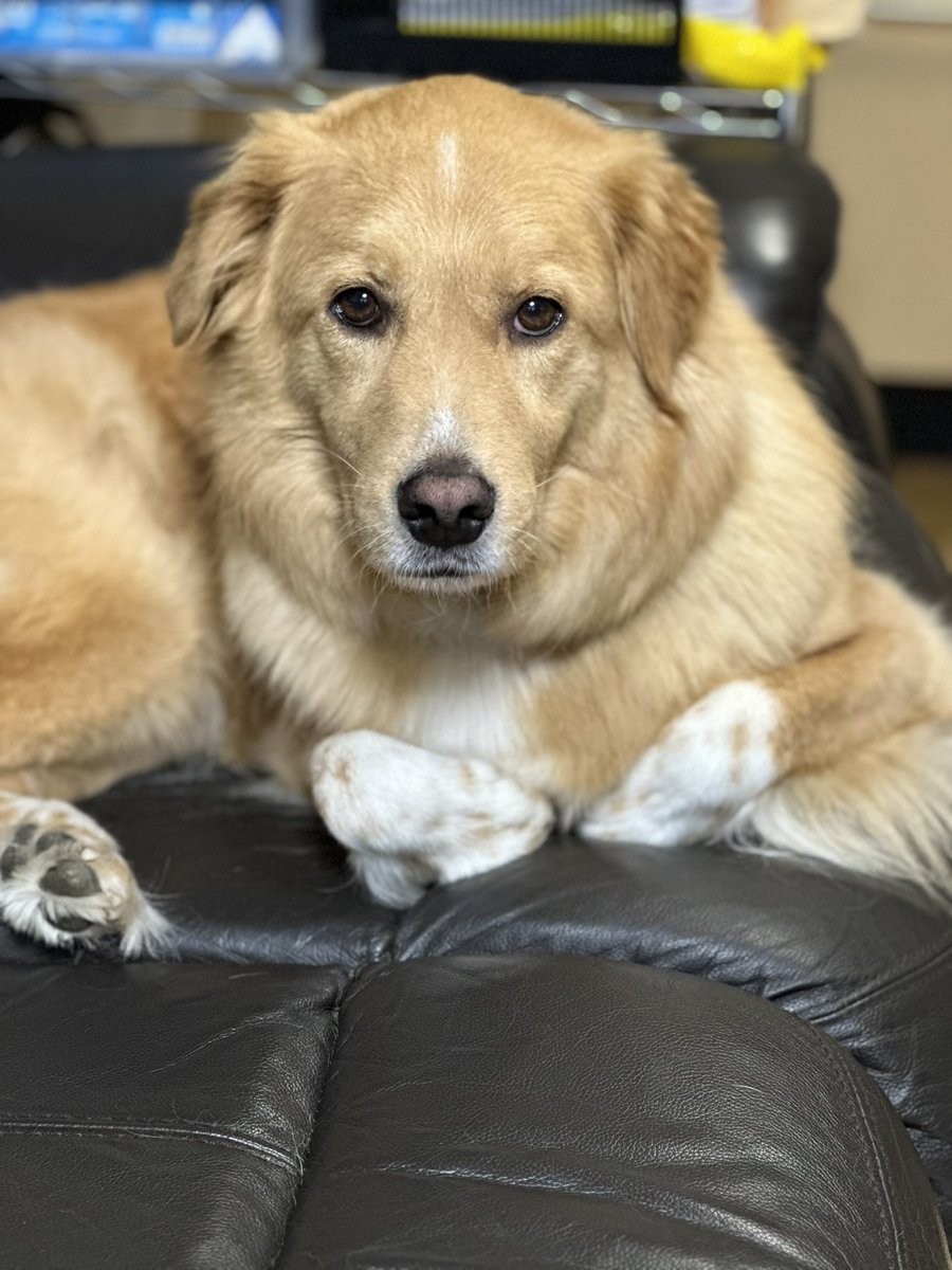 ポートレートのアロさん🐾