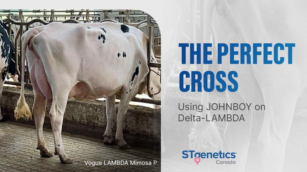 STgenCanada's tweet photo. Progressive dairy producers are looking for the perfect cross to add to their #BalancedBreeding strategies. #JOHNBOY and Delta-LAMBDA are the definition of Balance Breeding in Canada, the genetic balance and phenotypic satisfaction is nearly promised! Available in #Ultraplus™ https://t.co/r2V9mk0D0W