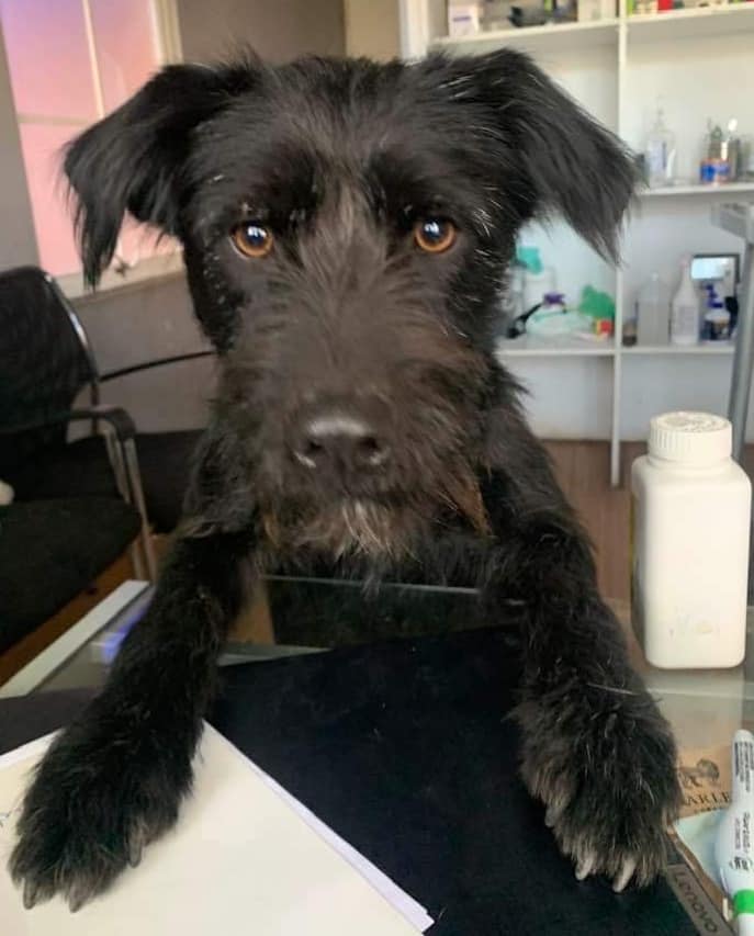 "Hermoso perrito, de aproximados 8 meses, en adopción. Es súper tierno, juguetón y ya se encuentra castrado. Buscamos un hogar donde lo cuiden para siempre! Si deseas adoptarlo, comunícate al +56981560185." Favor RT!
#Quilicura