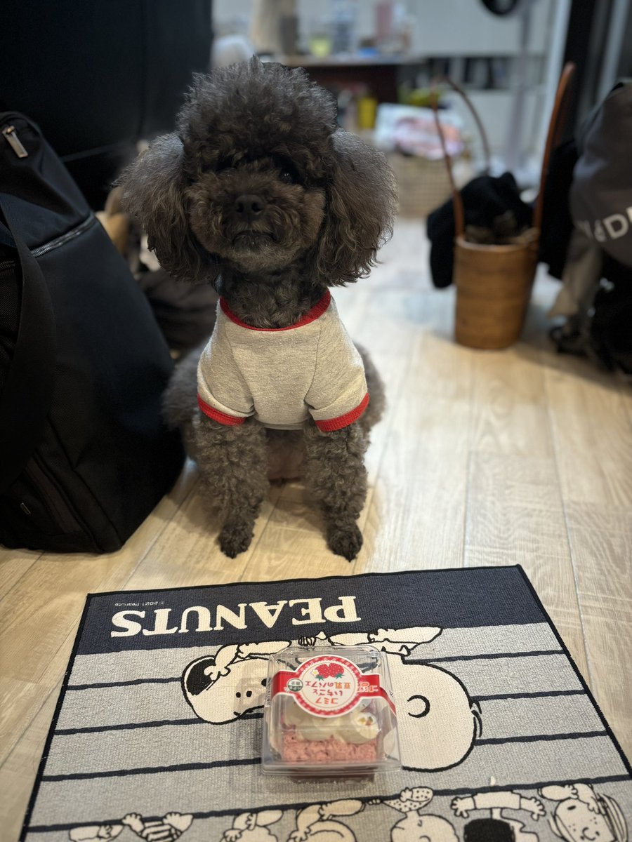 chakuko0719's tweet photo. さくら、10才になりました❣️🎉🐶🎂💨

あっという間の10年。
いつまでも元気でいてね🥰

＃トイプードル
＃さくら https://t.co/7UGo9eQZcM