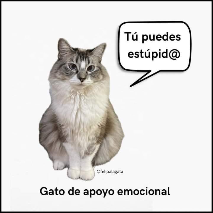papirusxd's tweet photo. @aguantahetero Hola https://t.co/EBtfQr8ALi