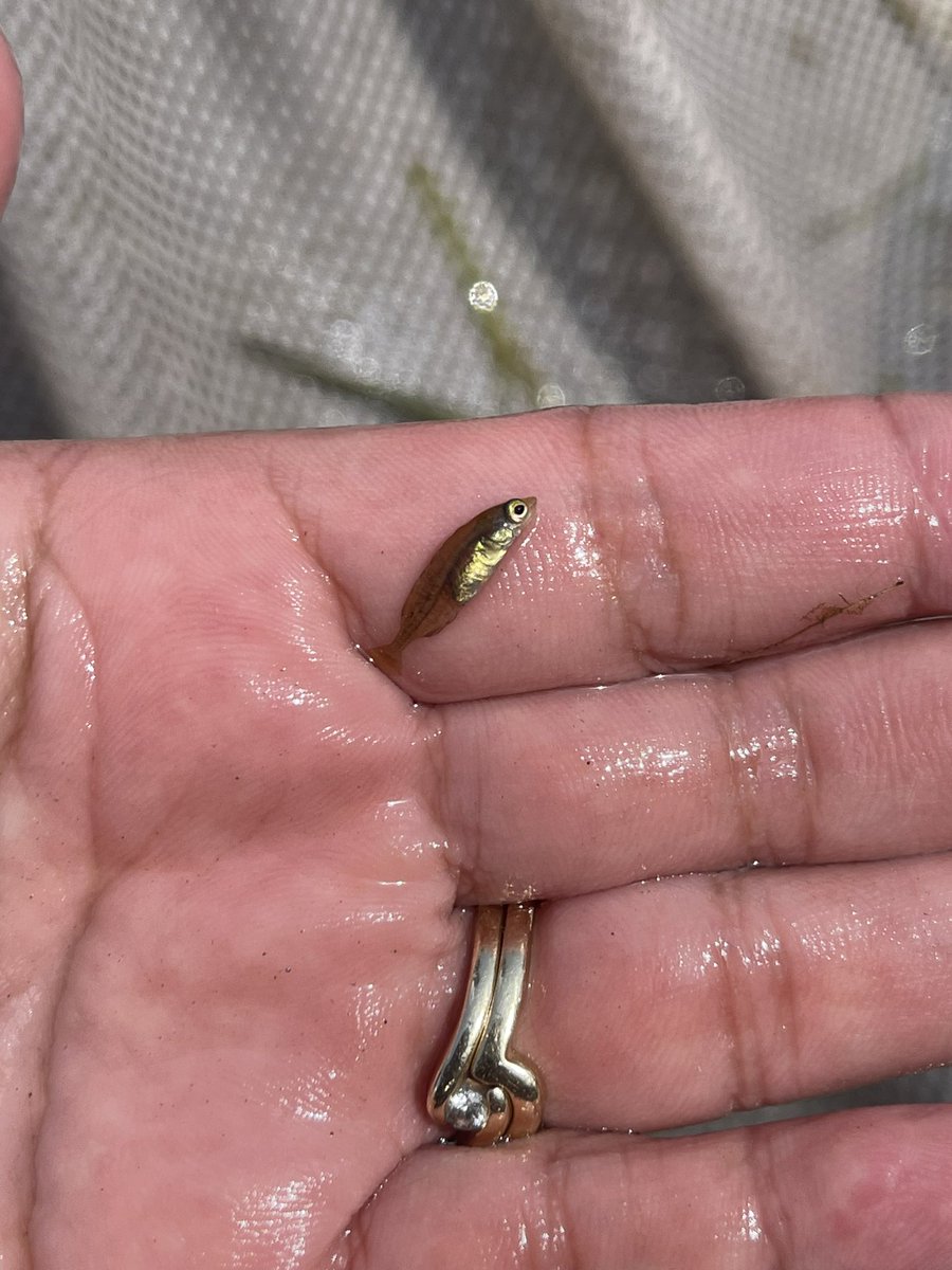 Bagida’waad Alliance tweet media