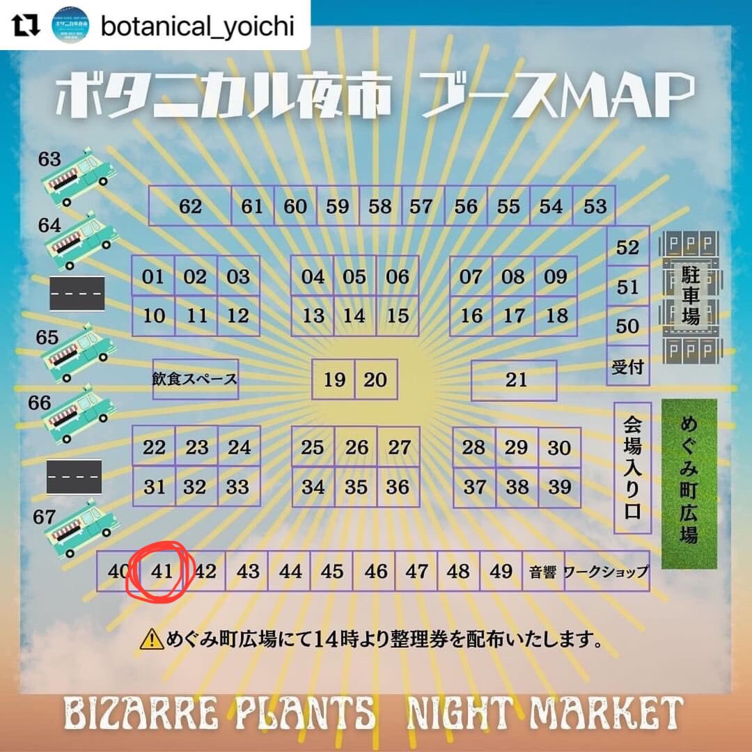 cr_plants's tweet photo. 今日はボタニカル夜市‼️

ピンでのイベント出展が初なのでお手柔らかにお願いします😭

41番にいますので寄れる方は是非🔥

#ボタニカル夜市 https://t.co/oWg7KluE8Z