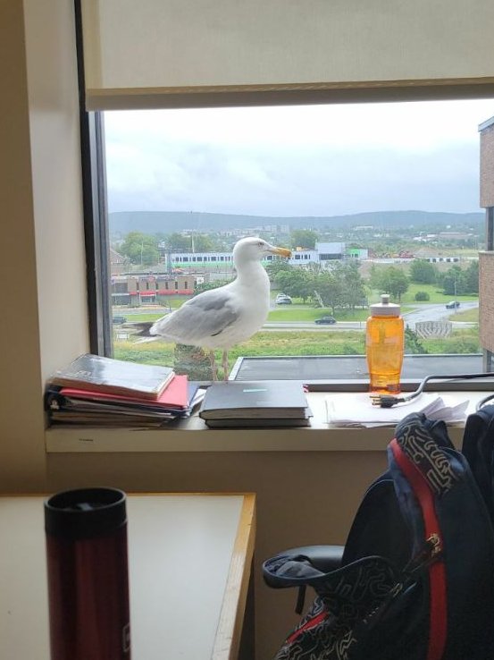 Amin Sadeghdoust tweet media