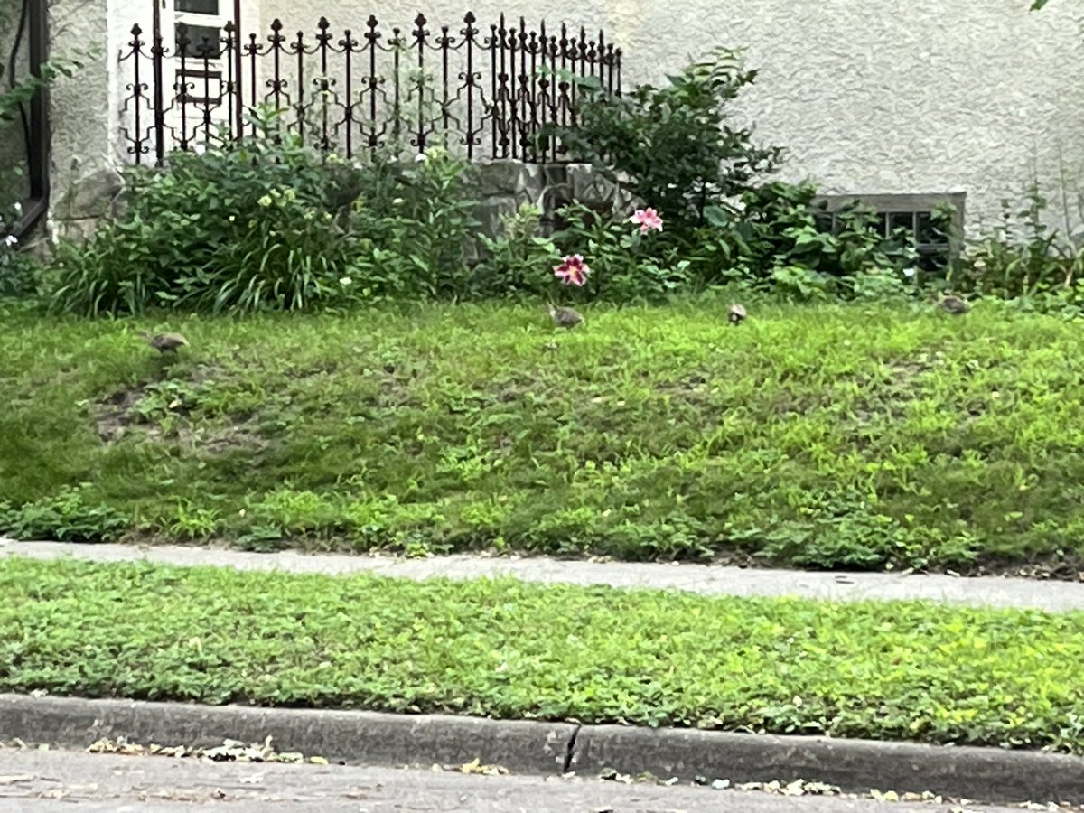 snyde043's tweet photo. Heads up for my #NEMpls neighbors - there is a family of turkeys hanging out on 22nd and Arthur. I think I saw half a dozen babies? https://t.co/CUaGYfClHl