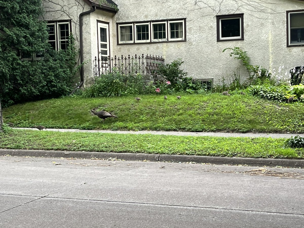 snyde043's tweet photo. Heads up for my #NEMpls neighbors - there is a family of turkeys hanging out on 22nd and Arthur. I think I saw half a dozen babies? https://t.co/CUaGYfClHl
