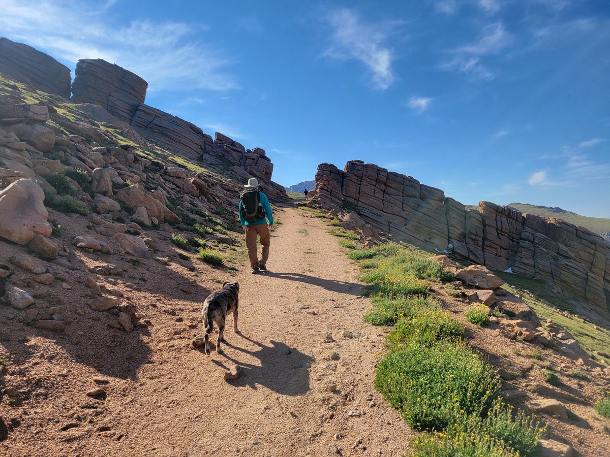 Roxie climbed Pikes Peak today.  Her first summit this year.  She's a tired pup.