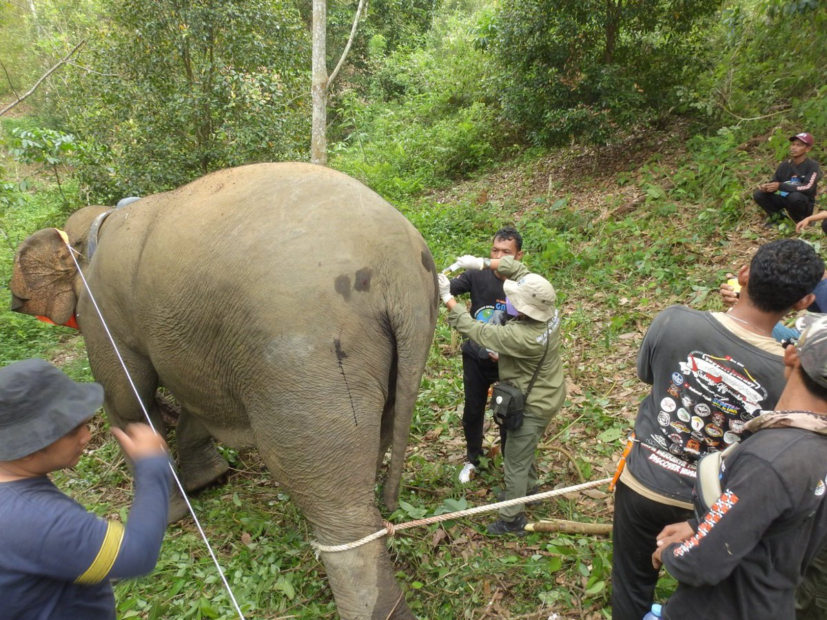 BBTNBBS's tweet photo. Halo Sobat Konservasi...

Tim Satgas Penanggulangan Konflik Gajah Sumatera dengan masyarakat disekitar kawasan TNBBS telah berhasil memasang kembali 1 unit GPS Collar pada salah satu gajah betina dewasa bernama "Lestari" dengan bobot berkisar 3019 - 3252 kg

#bbtnbbs https://t.co/uQgAxYWFd0