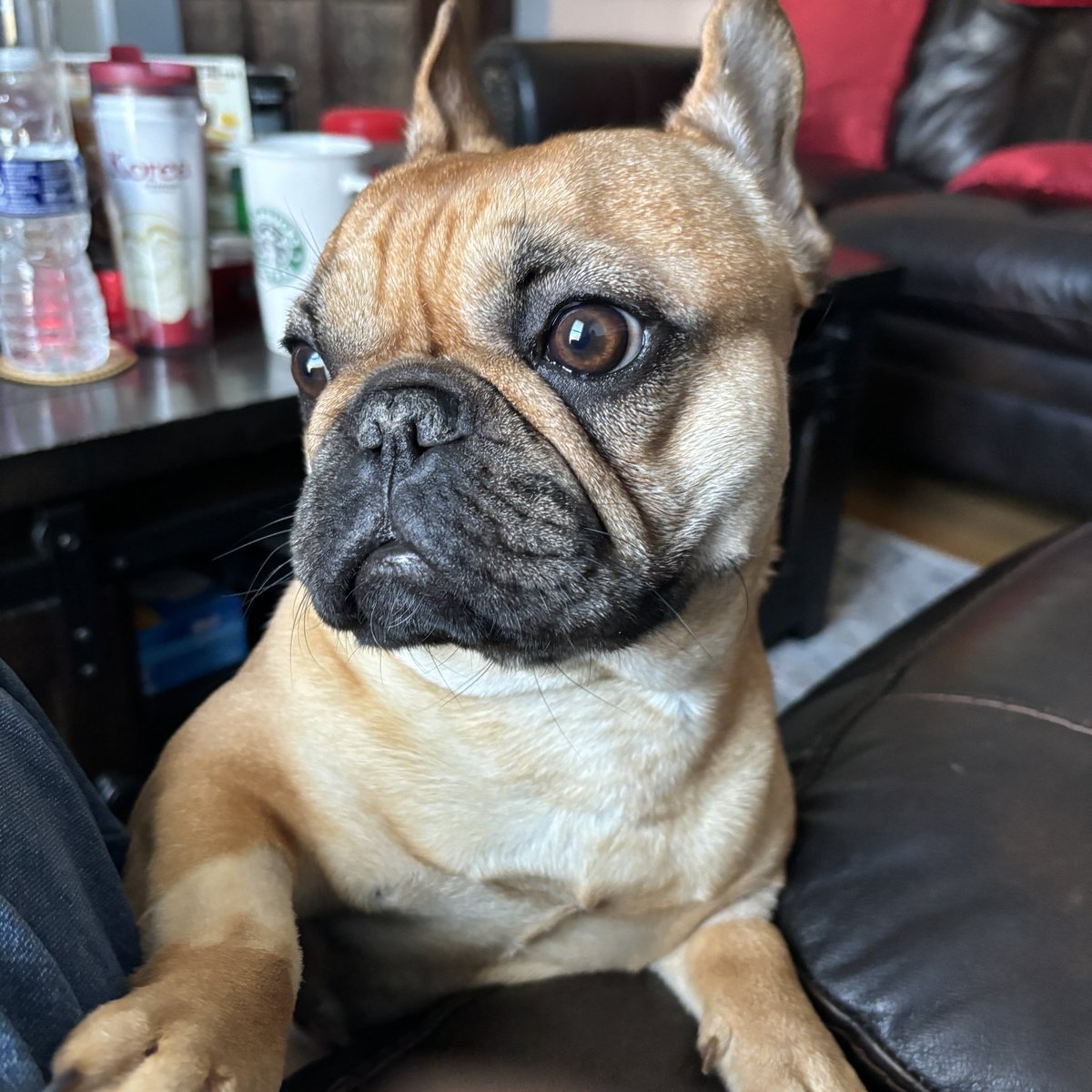 GdotArroyo's tweet photo. Why does my French Bulldog bark like she smoke 5 packs of cigarettes everyday? https://t.co/CW0jBe4fC8
