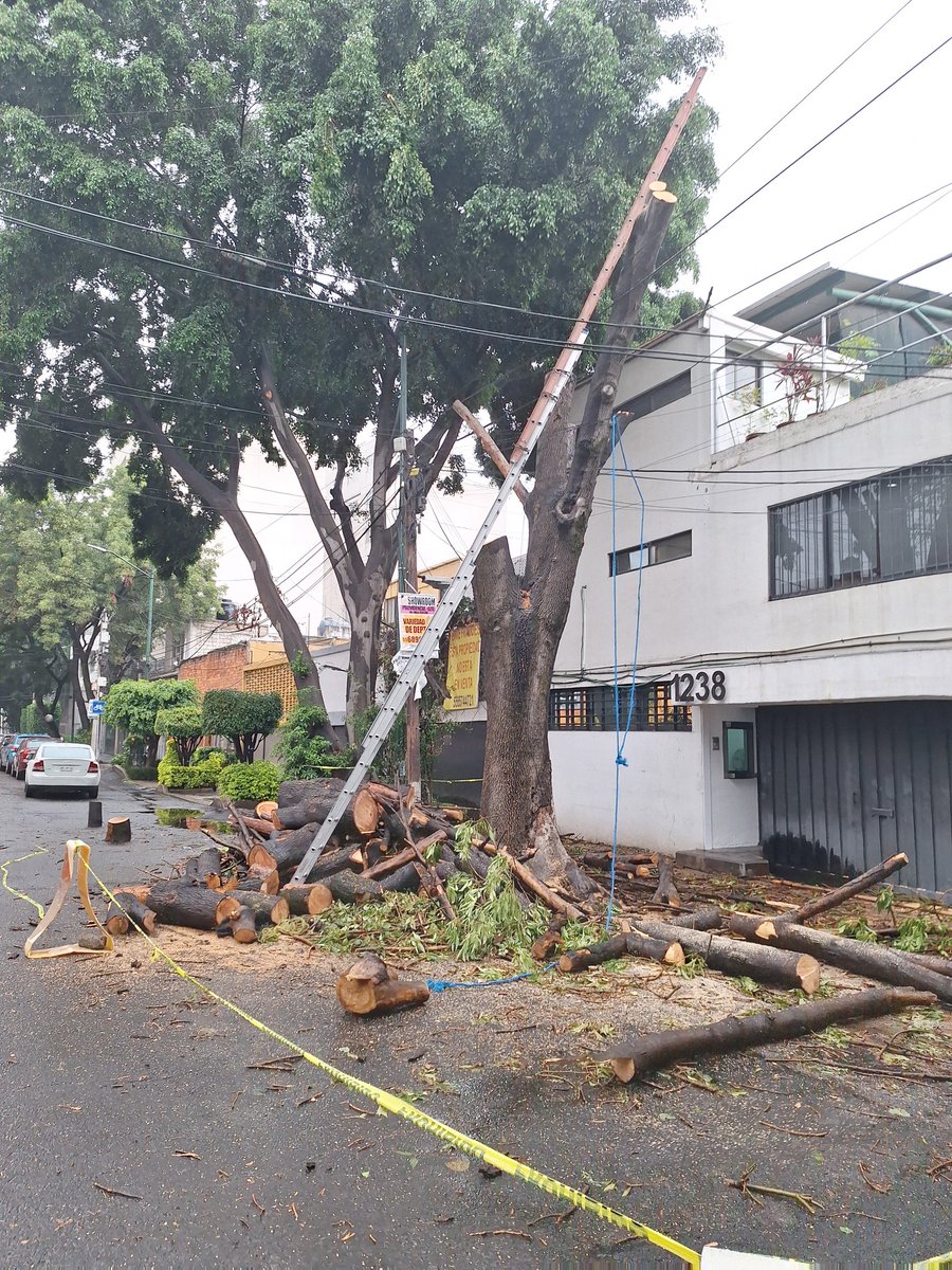 Oigan <a href="/PAOTmx/">PAOT</a> <a href="/BJAlcaldia/">Alcaldía de Benito Juárez</a> <a href="/En_laDelValle/">En la Del Valle</a> ya van 2 árboles qué quitan no se si es real o bajo pretexto de poda.... Adolfo Prieto 1238