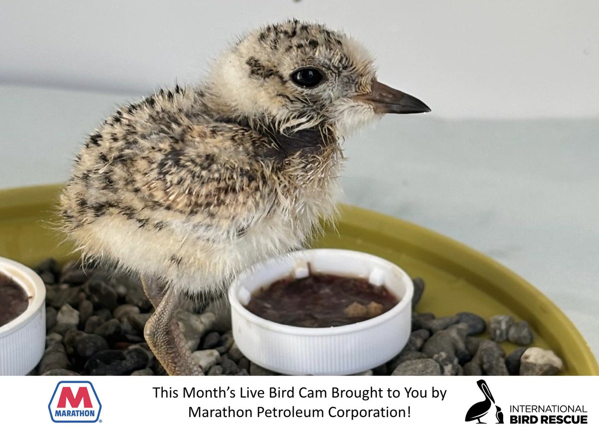 IntBirdRescue's tweet photo. Step into the tiny world of Western Snowy Plover chicks on the live BirdCam. Witness growing plovers hopping eagerly from dish to dish, savoring a diverse menu of nourishment! 

Special thanks to this month’s #BirdCam sponsor, @MarathonPetroCo, for helping us share these precious moments with you! #MPCGives