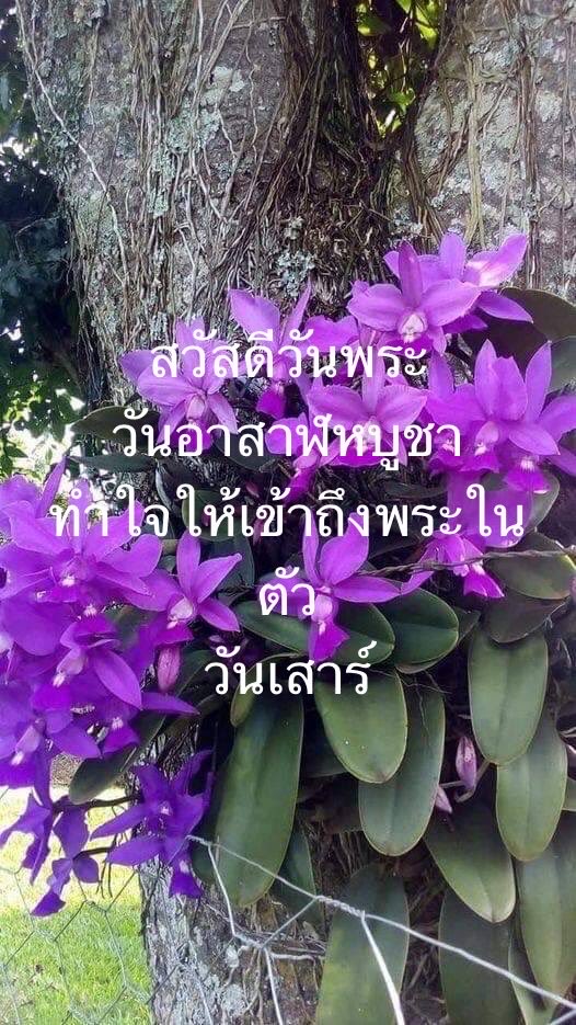 Reunrom2's tweet photo. วันนี้เป็นวันพระเรียนเชิญชาวพุทธมาเข้าวัดฟังธรรมที่วัดใกล���บ้านหรือวัดที่ท่านคุ้นเคยเพื่อสืบทอดอายุพระพุทธศาสนาด้วยก��นนะคะ/เราตอนมีลูกเล็กๆชีวิตเราลำบากแม่ก้อเพิ่งเสียเราปั่นจักรยานลูกนั่งซ้อนท้ายไปขอข้าววัดกินตอนนั้น#รู้สึกเป็นหนี้วัดจริงๆถ้าวันนี้ใครที่ลำบากไร้ที่พึ่งต้องมีชีวิต https://t.co/T6uNWWQvXw