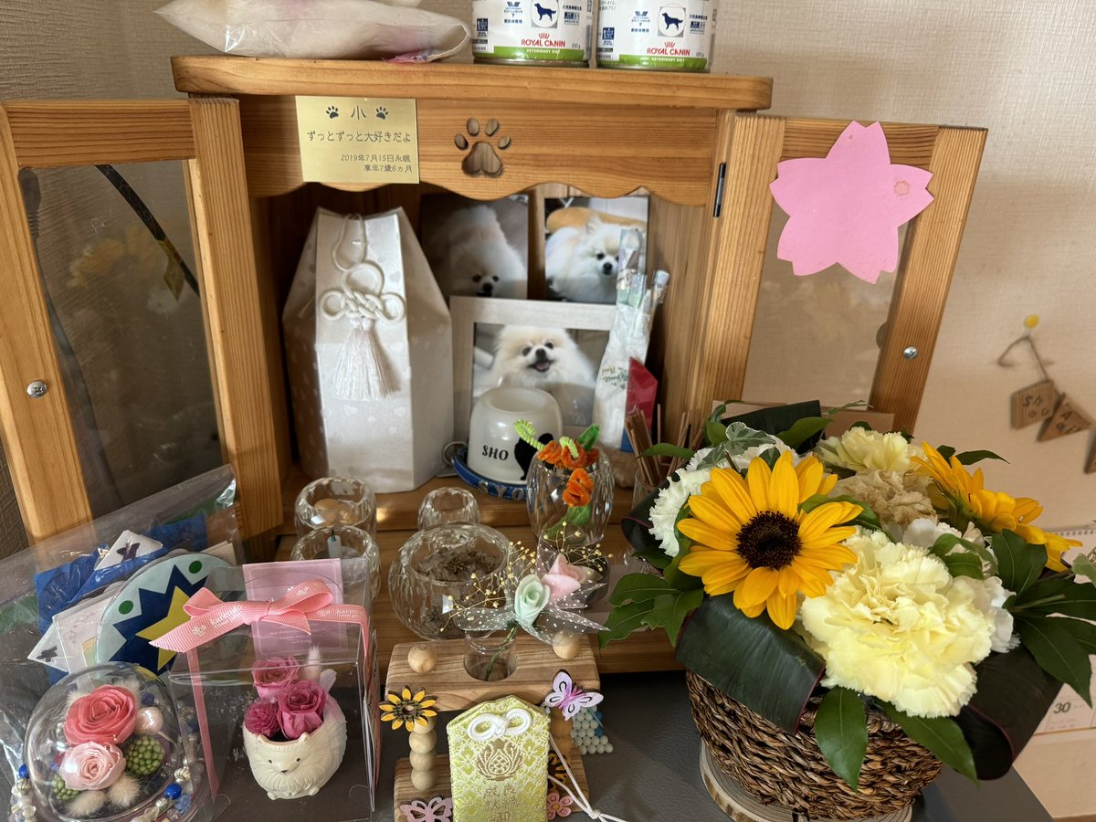 pomspomt's tweet photo. 2024.7.15
小がお空にお引越ししてから5年
今でもずっと私の心の中で生き続けてる

小、ずっとずっと大好きだよ♡ https://t.co/3MbwWArims
