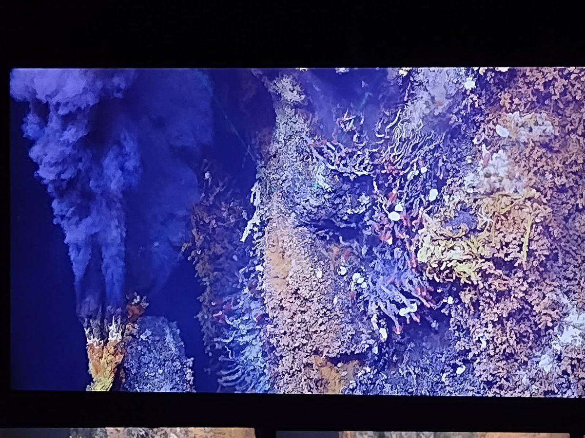 Chern0612's tweet photo. Already so many alien like animals have greeted us as we explore the Juan de Fuca Ridge! First we have a Benthoctopus then a Giant Spider Crab worshipping a filtering sea star (Brisingid)! 🐙🦀⭐️ 

#DeepSeaResearch #RVAtlantis https://t.co/MTUlT1d31b