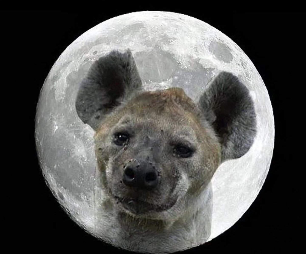 Brujo_Belico's tweet photo. Nadie:
La luna hiena: https://t.co/B2Xde0taKT