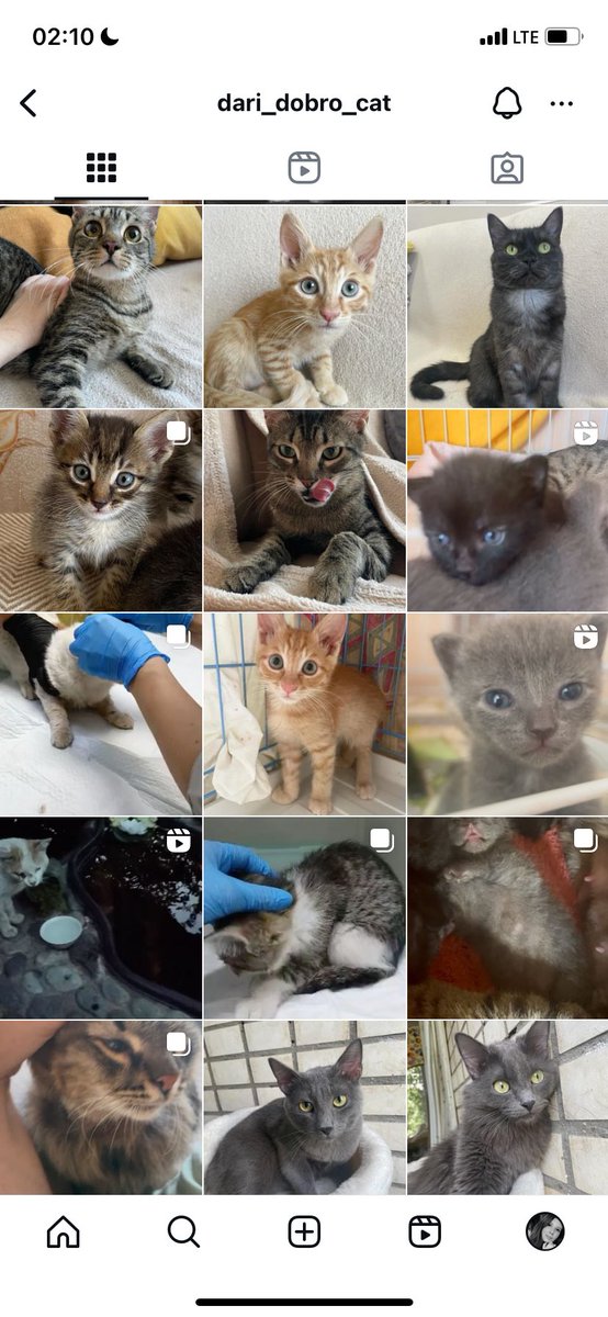 __borovskaya's tweet image. 🙏🏼

instagram.com/dari_dobro_cat…

#help #catshelp #cats